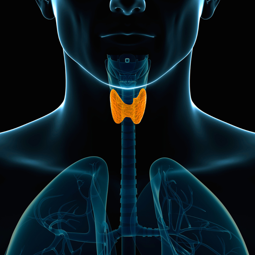 Thyroid (1)